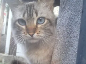 Gato raça SRD  idade 7 a 11 meses nome Hugo 