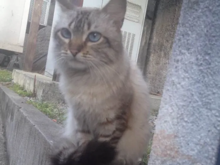 Gato ra a SRD  idade 7 a 11 meses nome Hugo 