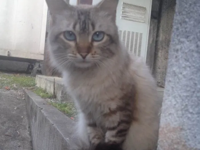 Gato ra a SRD  idade 7 a 11 meses nome Hugo 