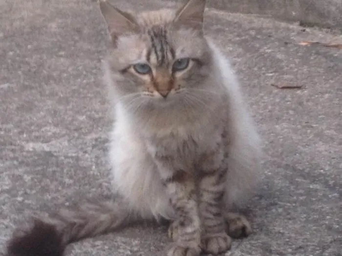 Gato ra a SRD  idade 7 a 11 meses nome Hugo 