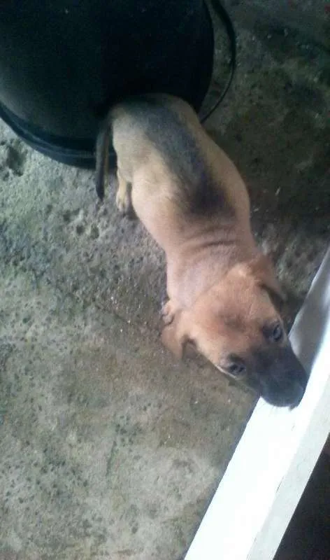 Cachorro raça  idade Abaixo de 2 meses nome sem nome
