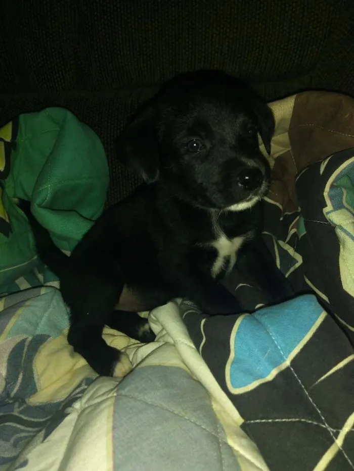 Cachorro ra a Vira lata idade 2 a 6 meses nome Dora