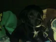 Dora