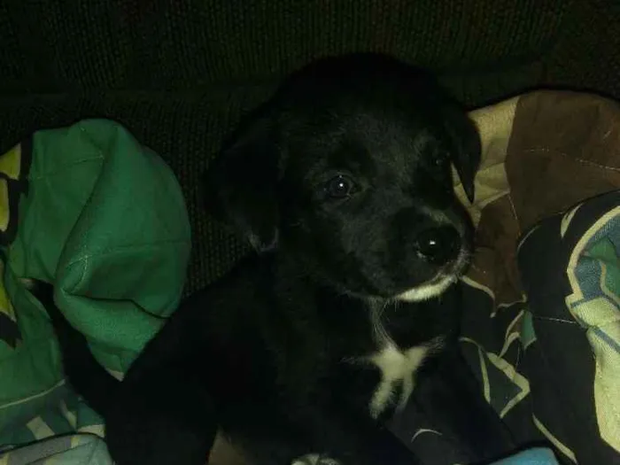 Cachorro ra a Vira lata idade 2 a 6 meses nome Dora