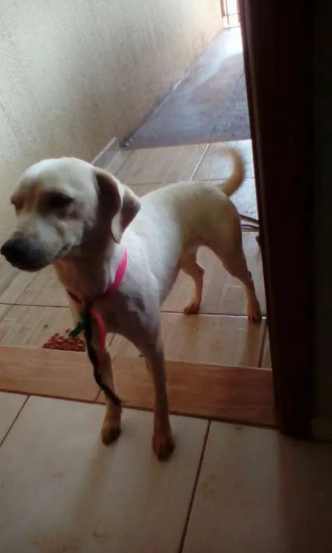 Cachorro ra a não sei idade 1 ano nome Pipoca