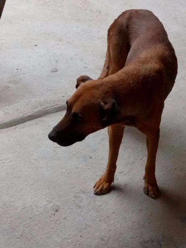 Cachorro raça VIRA LATA idade 6 ou mais anos nome SASHA