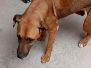 Cachorro raça VIRA LATA idade 6 ou mais anos nome SASHA