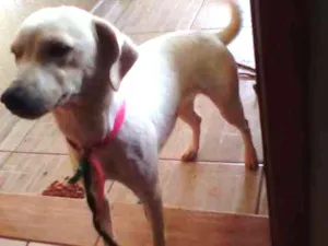 Cachorro raça não sei idade 1 ano nome Pipoca