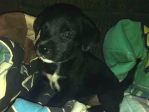 Cachorro raça Vira lata idade 2 a 6 meses nome Dora