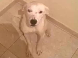 Cachorro raça Fila mestiço idade 7 a 11 meses nome Jade