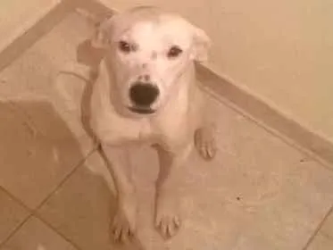 Cachorro raça Fila mestiço idade 7 a 11 meses nome Jade