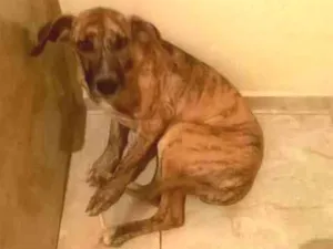 Cachorro raça Fila mestiço idade 7 a 11 meses nome Raje e Jade