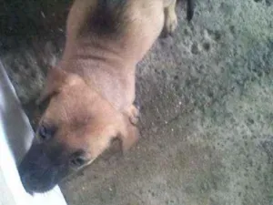 Cachorro raça  idade Abaixo de 2 meses nome sem nome