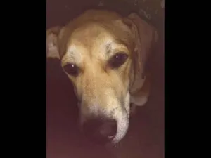Cachorro raça Vira lata idade 2 a 6 meses nome Bobi
