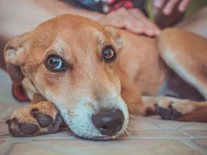 Cachorro ra a SRD  idade 2 a 6 meses nome Filhotes