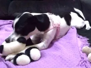 Cachorro raça Fox idade 1 ano nome Maggie