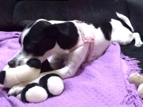 Cachorro ra a Fox idade 1 ano nome Maggie