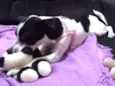 Maggie