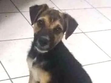 Cachorro ra a RND idade 2 a 6 meses nome Sem nome