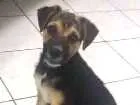 Cachorro raça RND idade 2 a 6 meses nome Sem nome