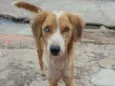 Estrela