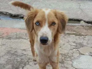 Cachorro raça Vira lata idade 2 anos nome Estrela