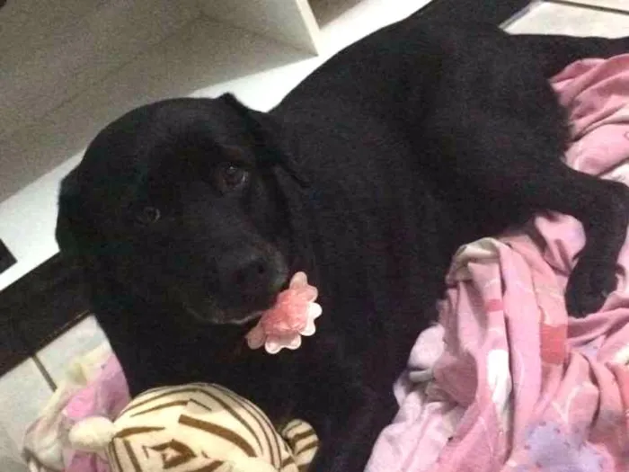 Cachorro ra a Labrador idade 6 ou mais anos nome Sunny