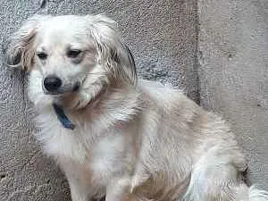 Cachorro ra a Não sei idade 1 ano nome Botola