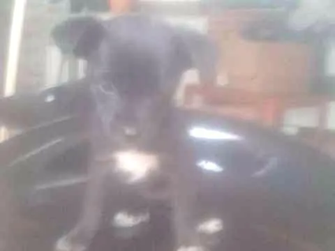Cachorro ra a Vira Lata idade 2 a 6 meses nome Lunna