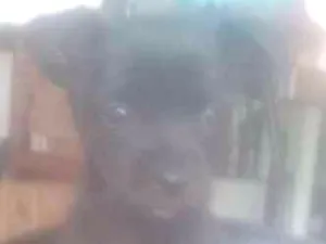 Cachorro raça Vira Lata idade 2 a 6 meses nome Aldebaram