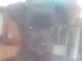 Cachorro ra a Vira Lata idade 2 a 6 meses nome Aldebaram