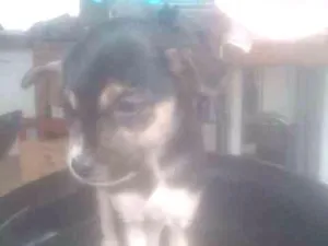Cachorro raça Vira Lata idade 2 a 6 meses nome Briene