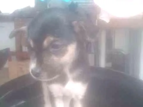 Cachorro ra a Vira Lata idade 2 a 6 meses nome Briene