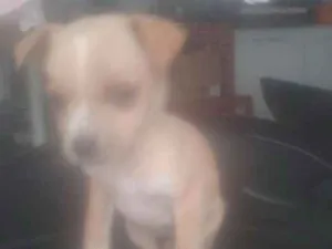 Cachorro raça Vira Lata idade 2 a 6 meses nome Caramelo