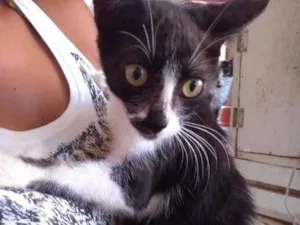 Gato raça Sem raça idade Abaixo de 2 meses nome Julia