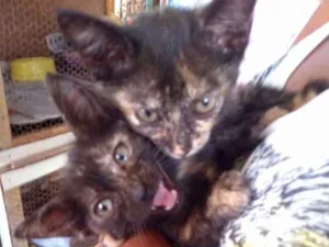 Gato raça Sem raça idade Abaixo de 2 meses nome Elem e lika