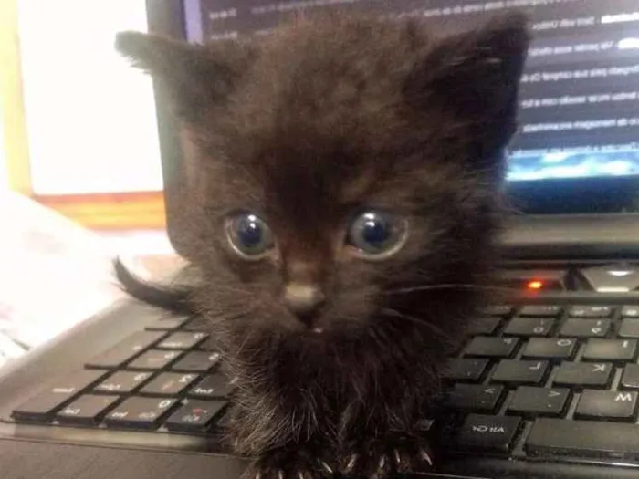 Gato ra a SRD idade 2 a 6 meses nome Churumela