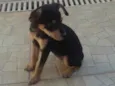 pretinha