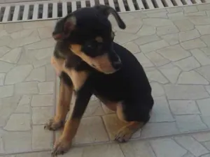 Cachorro raça vira lata idade 2 a 6 meses nome pretinha