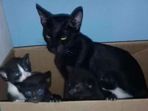 Gato raça Indefinida idade Abaixo de 2 meses nome A escolher 