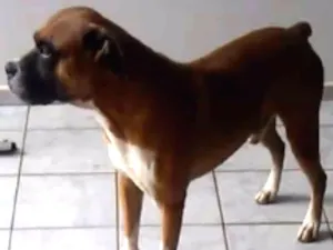 Cachorro raça Boxer idade 6 ou mais anos nome Messi
