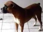 Cachorro raça Boxer idade 6 ou mais anos nome Messi