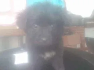 Cachorro raça Vira Lata idade Abaixo de 2 meses nome Coragem