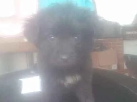 Cachorro ra a Vira Lata idade Abaixo de 2 meses nome Coragem
