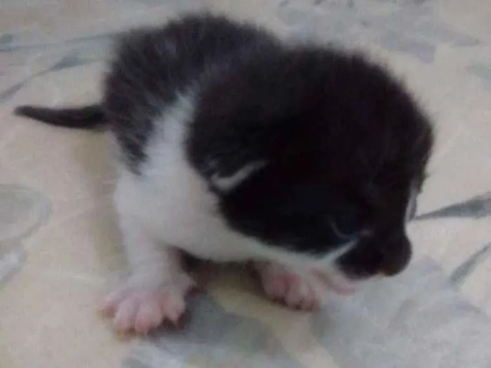 Gato ra a Sem raça definida idade Abaixo de 2 meses nome Sem nomes