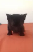 preto