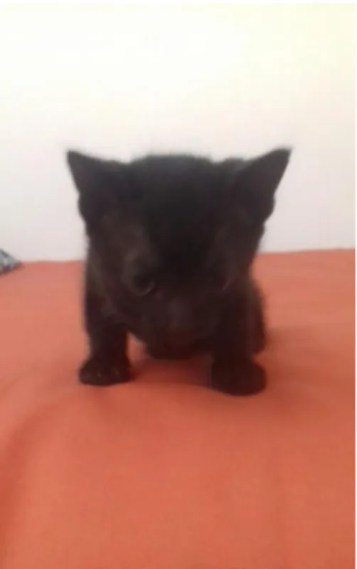 Gato ra a  idade Abaixo de 2 meses nome preto