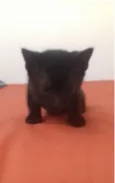 preto