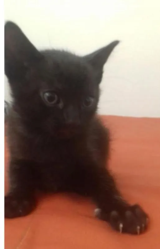 Gato ra a  idade Abaixo de 2 meses nome Preta