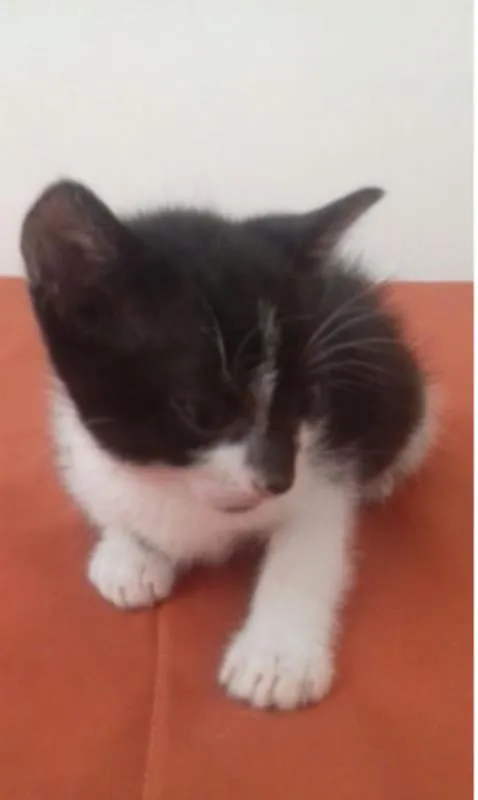Gato ra a  idade Abaixo de 2 meses nome Frajola